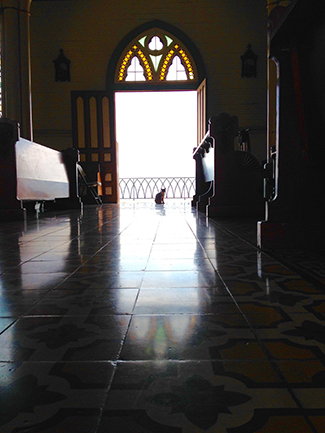 2015-2016 Honorable Mention Student Photo Contest by George LoCasico.  Cat at Mass.  Location: Costa Rica